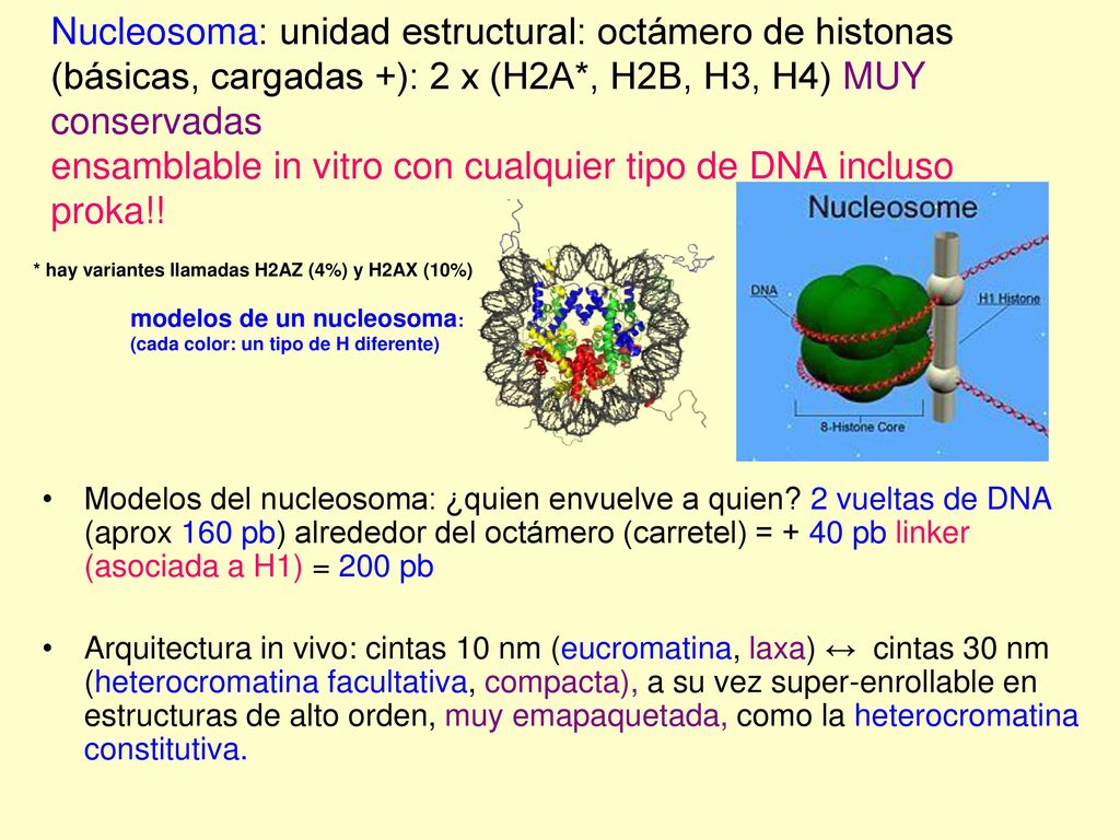 Nucleosoma: unidad estructural: octámero de histonas (básicas, cargadas +): 2 x (H2A*, H2B, H3, H4) MUY conservadas ensamblable in vitro con cualquier tipo de DNA incluso proka!!