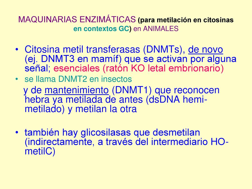 MAQUINARIAS ENZIMÁTICAS (para metilación en citosinas en contextos GC) en ANIMALES