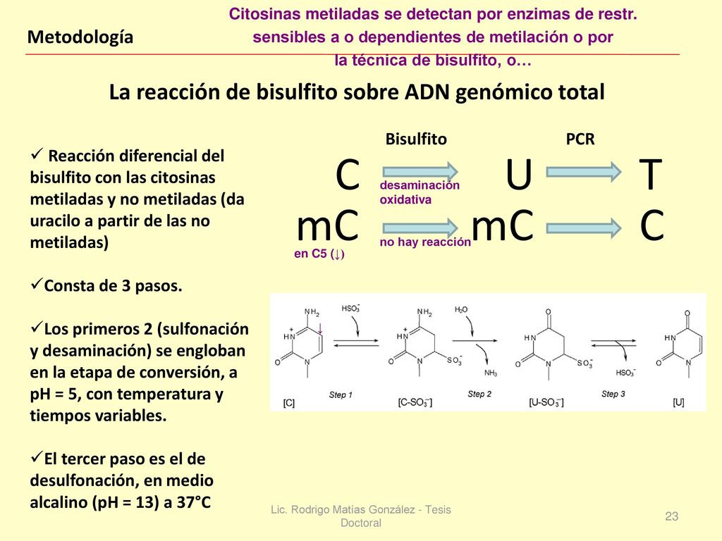 C U T mC La reacción de bisulfito sobre ADN genómico total Metodología