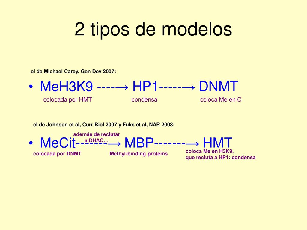 2 tipos de modelos MeH3K9 ----→ HP1-----→ DNMT
