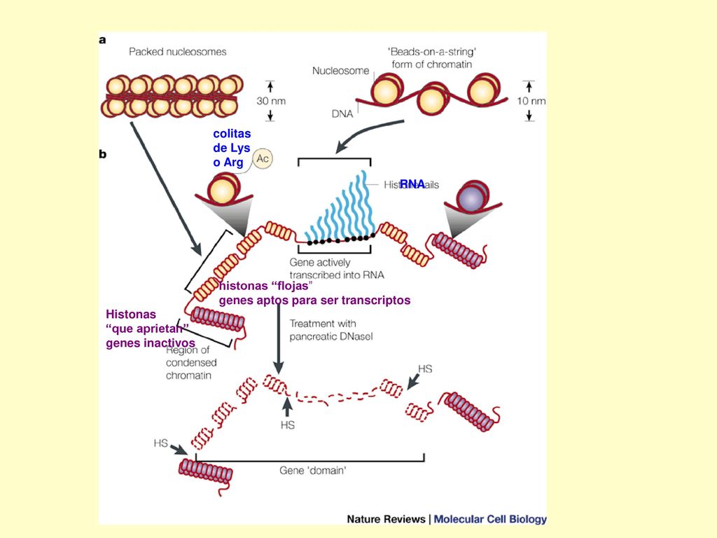 colitas de Lys. o Arg. RNA. histonas flojas genes aptos para ser transcriptos. Histonas. que aprietan