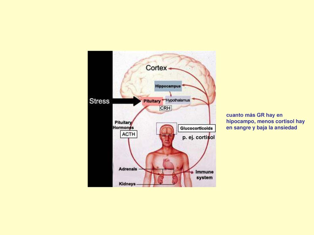 cuanto más GR hay en hipocampo, menos cortisol hay en sangre y baja la ansiedad