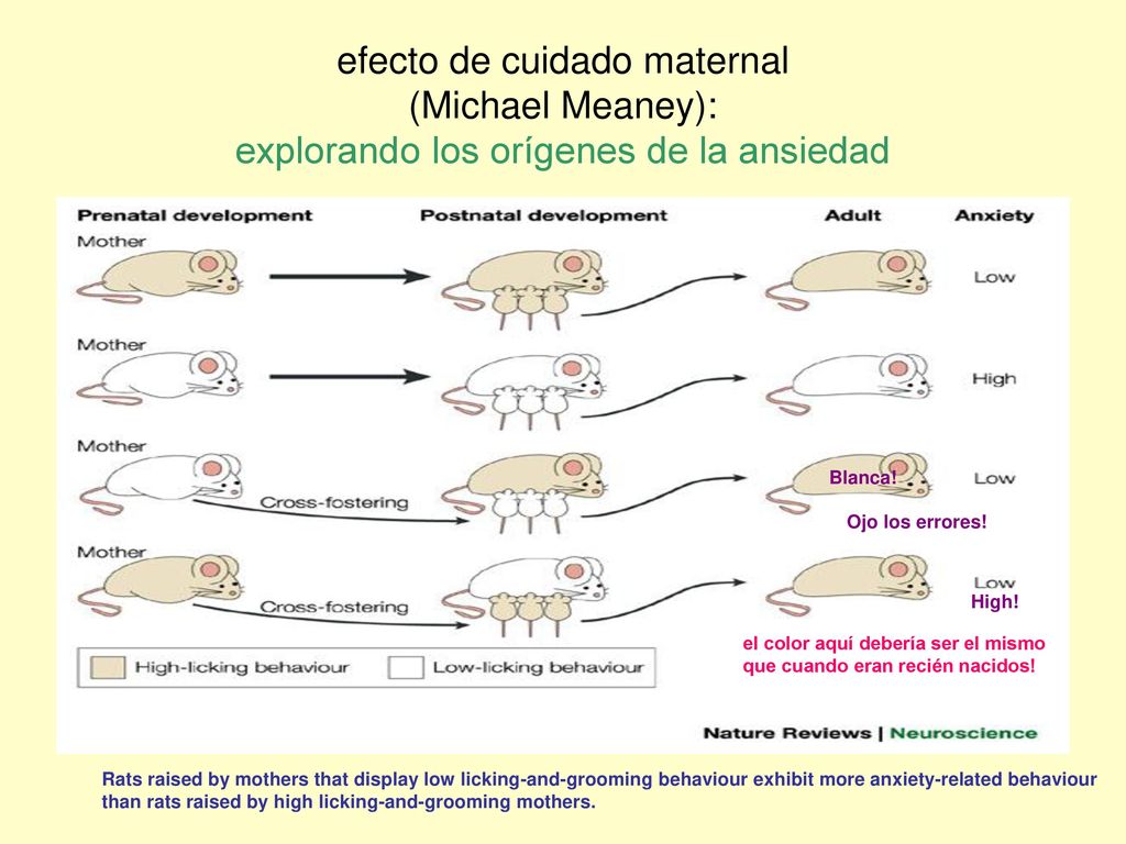 efecto de cuidado maternal (Michael Meaney): explorando los orígenes de la ansiedad