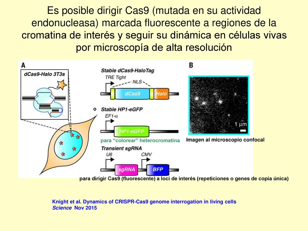 Es posible dirigir Cas9 (mutada en su actividad endonucleasa) marcada fluorescente a regiones de la cromatina de interés y seguir su dinámica en células vivas por microscopía de alta resolución