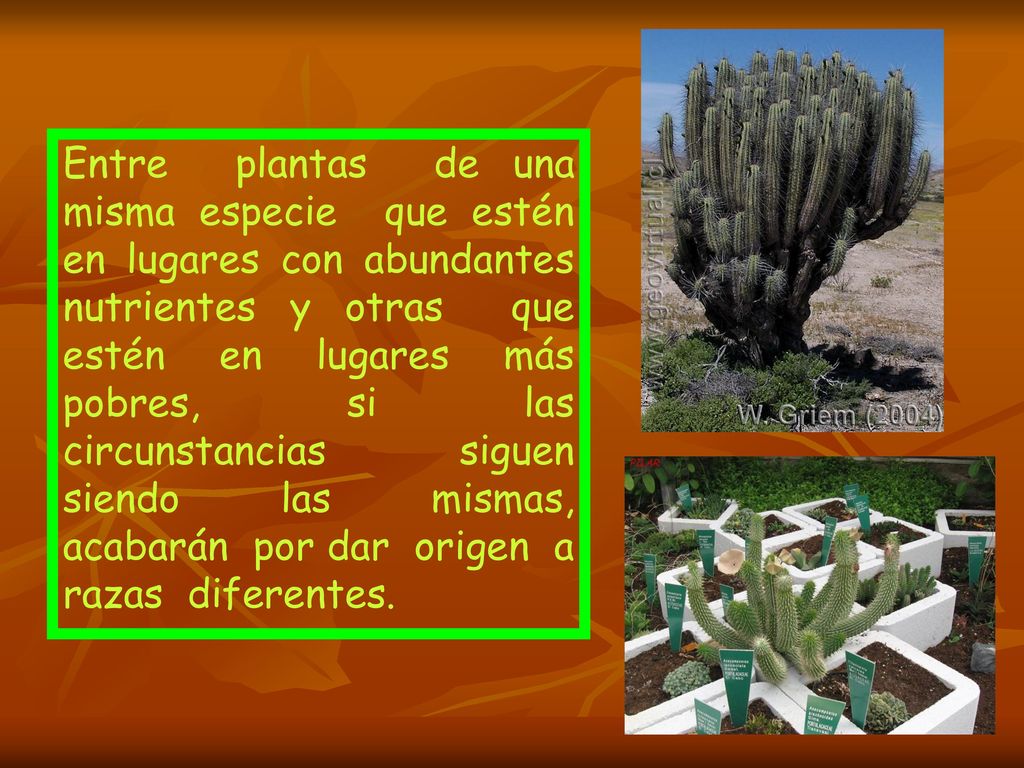 Entre plantas de una misma especie que estén en lugares con abundantes nutrientes y otras que estén en lugares más pobres, si las circunstancias siguen siendo las mismas, acabarán por dar origen a razas diferentes.