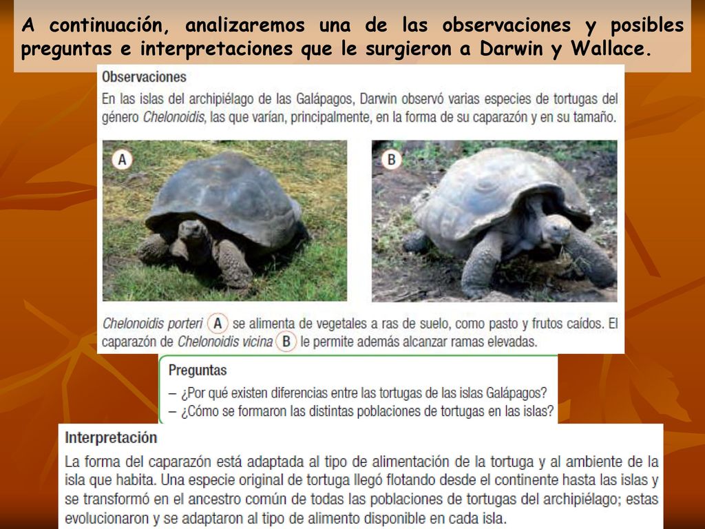 A continuación, analizaremos una de las observaciones y posibles preguntas e interpretaciones que le surgieron a Darwin y Wallace.