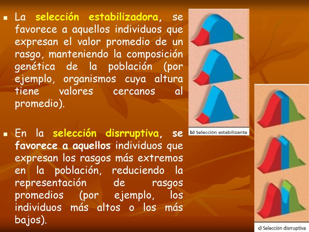 La selección estabilizadora, se favorece a aquellos individuos que expresan el valor promedio de un rasgo, manteniendo la composición genética de la población (por ejemplo, organismos cuya altura tiene valores cercanos al promedio).