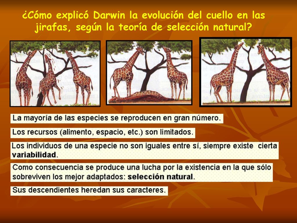 ¿Cómo explicó Darwin la evolución del cuello en las jirafas, según la teoría de selección natural