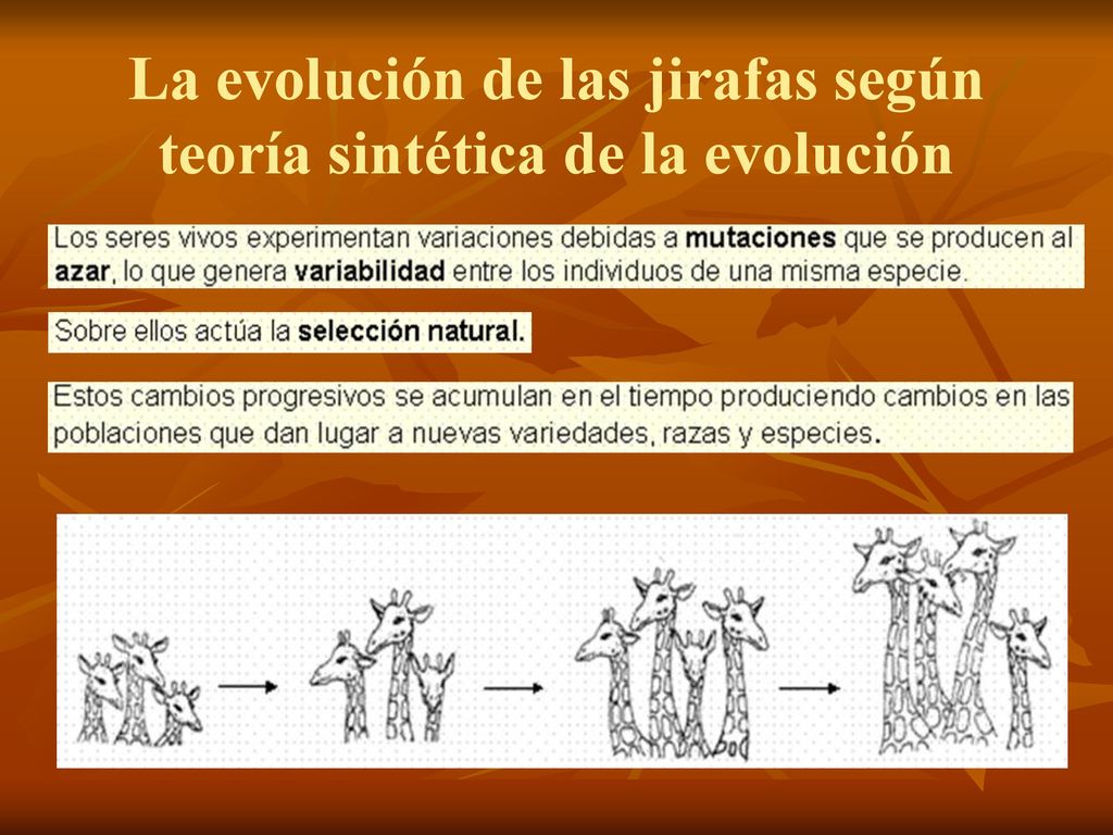 La evolución de las jirafas según teoría sintética de la evolución