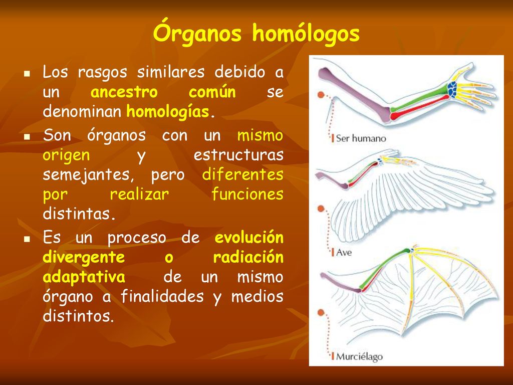 Órganos homólogos Los rasgos similares debido a un ancestro común se denominan homologías.