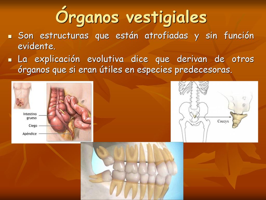 Órganos vestigiales Son estructuras que están atrofiadas y sin función evidente.