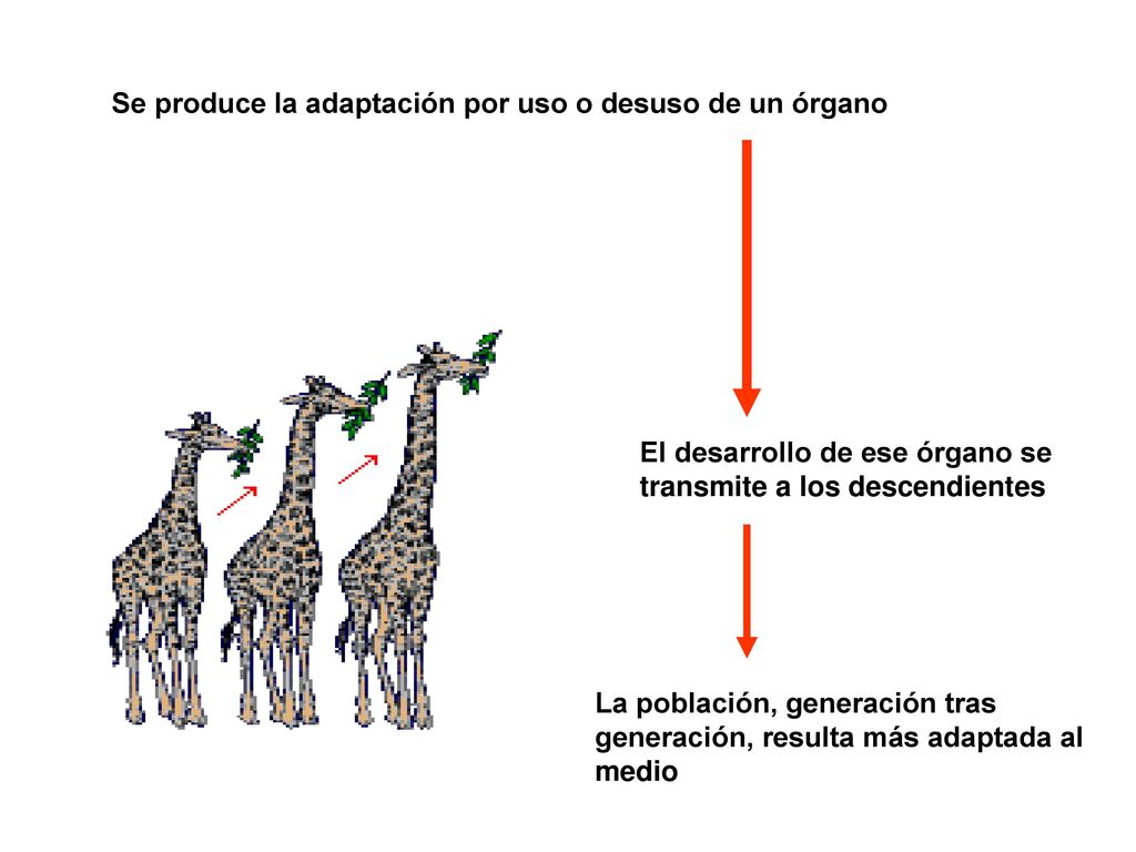 Se produce la adaptación por uso o desuso de un órgano
