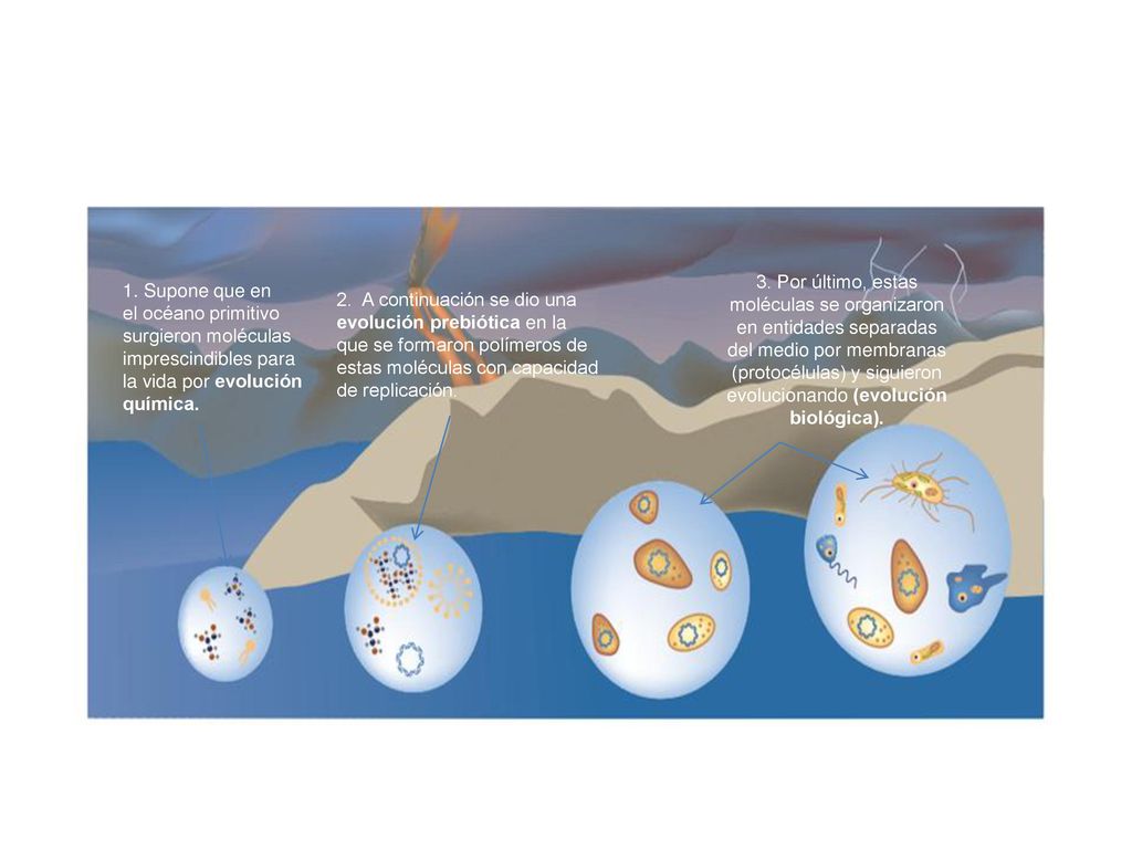 3. Por último, estas moléculas se organizaron en entidades separadas del medio por membranas (protocélulas) y siguieron evolucionando (evolución biológica).