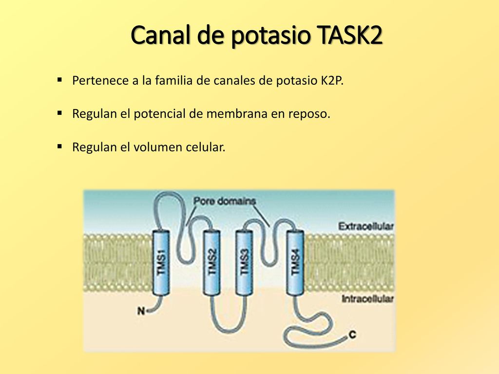 Canal de potasio TASK2 Pertenece a la familia de canales de potasio K2P. Regulan el potencial de membrana en reposo.