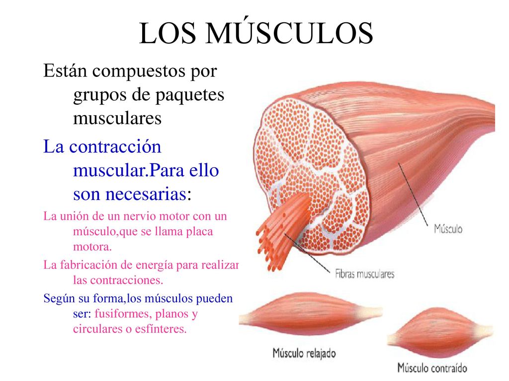 LOS MÚSCULOS Están compuestos por grupos de paquetes musculares
