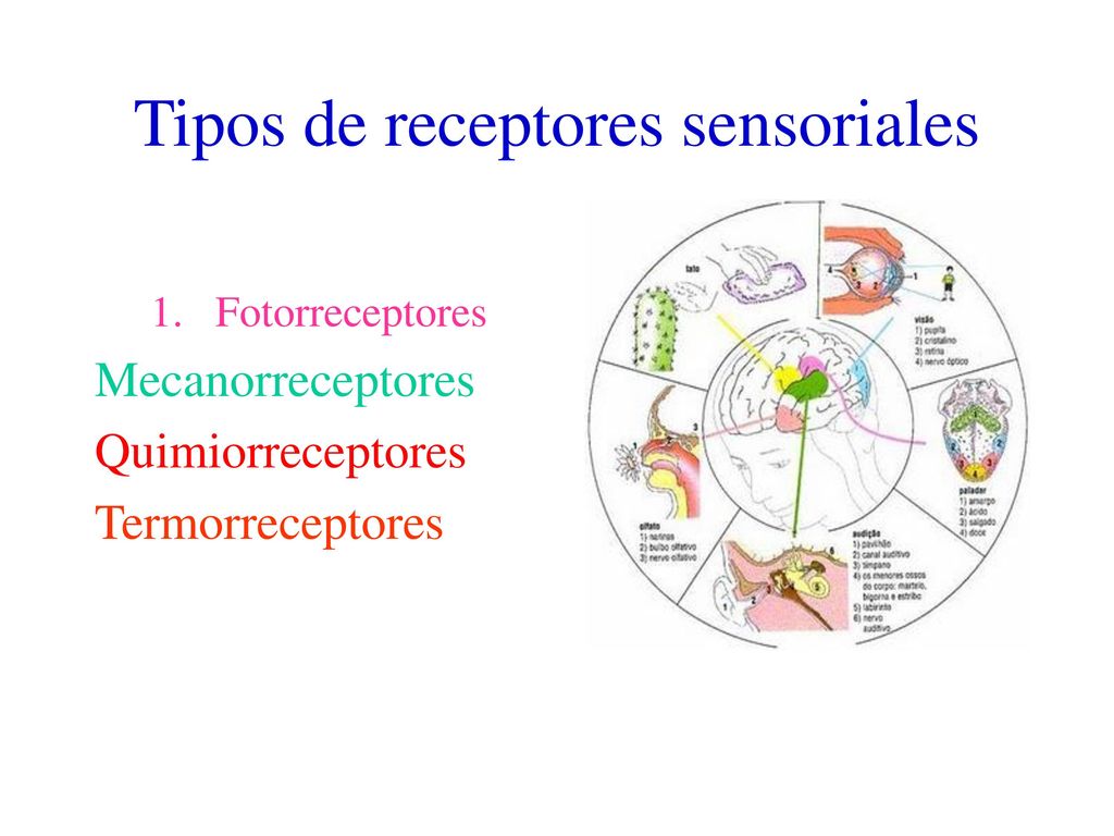 Tipos de receptores sensoriales