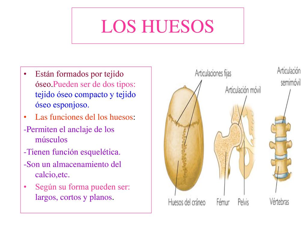 LOS HUESOS Están formados por tejido óseo.Pueden ser de dos tipos: tejido óseo compacto y tejido óseo esponjoso.