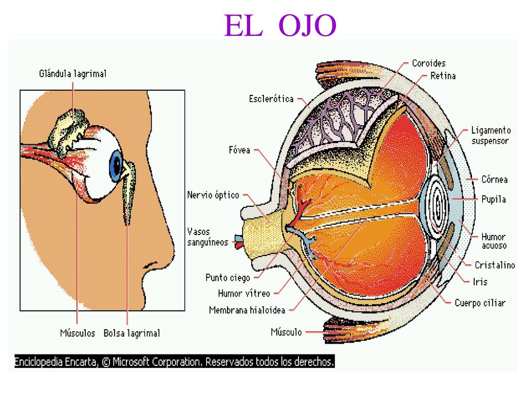 EL OJO Cada ojo está formado por el globo ocular y por órganos accesorios.