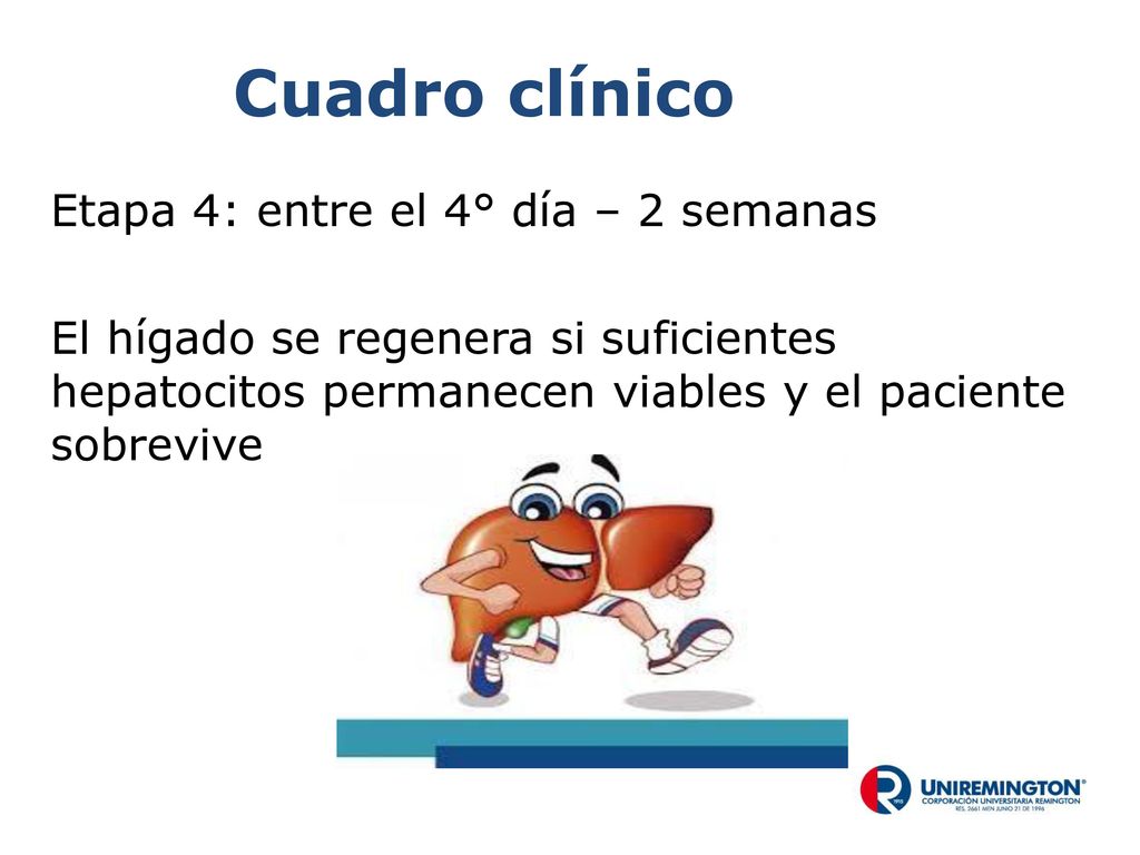 Cuadro clínico Etapa 4: entre el 4° día – 2 semanas El hígado se regenera si suficientes hepatocitos permanecen viables y el paciente sobrevive