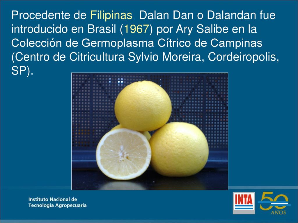 Procedente de Filipinas, Dalan Dan o Dalandan fue introducido en Brasil (1967) por Ary Salibe en la Colección de Germoplasma Cítrico de Campinas (Centro de Citricultura Sylvio Moreira, Cordeiropolis, SP).