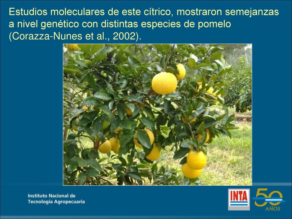 Estudios moleculares de este cítrico, mostraron semejanzas a nivel genético con distintas especies de pomelo