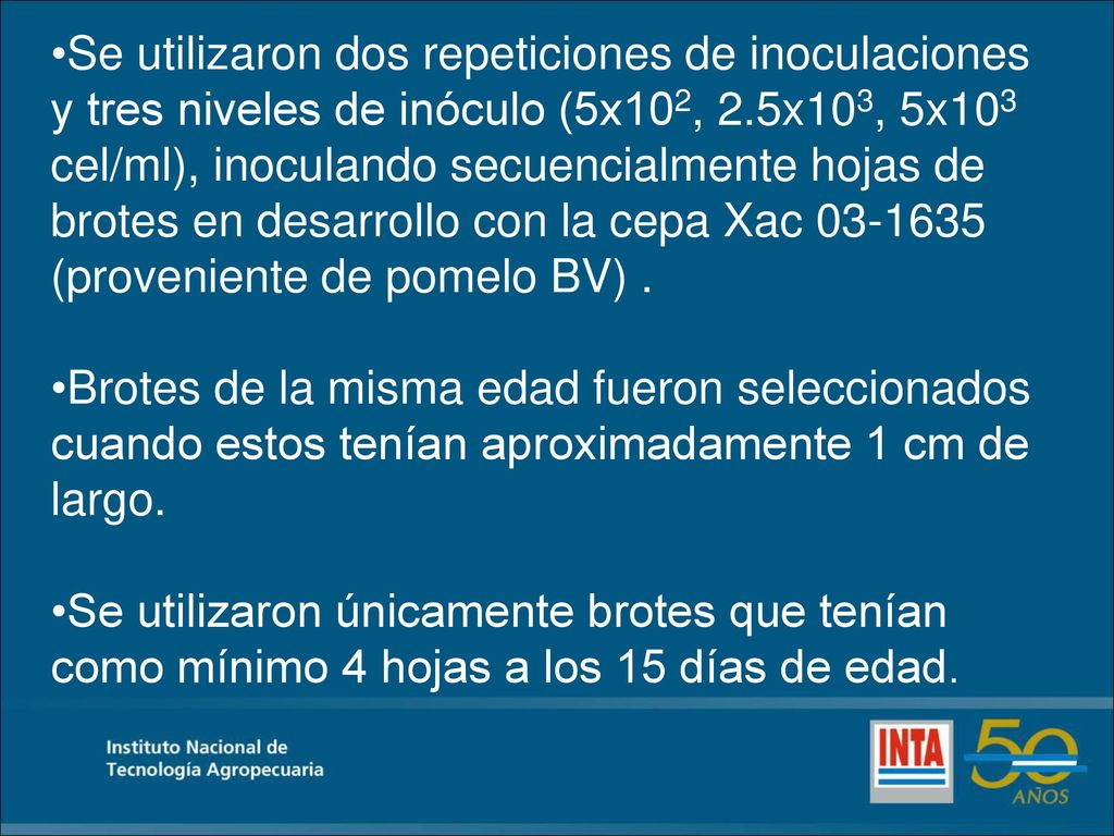 Se utilizaron dos repeticiones de inoculaciones y tres niveles de inóculo (5x102, 2.5x103, 5x103 cel/ml), inoculando secuencialmente hojas de brotes en desarrollo con la cepa Xac (proveniente de pomelo BV) .