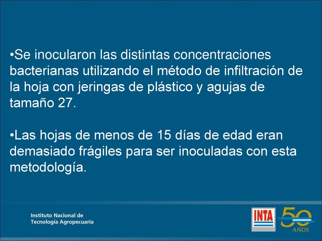 Se inocularon las distintas concentraciones bacterianas utilizando el método de infiltración de la hoja con jeringas de plástico y agujas de tamaño 27.