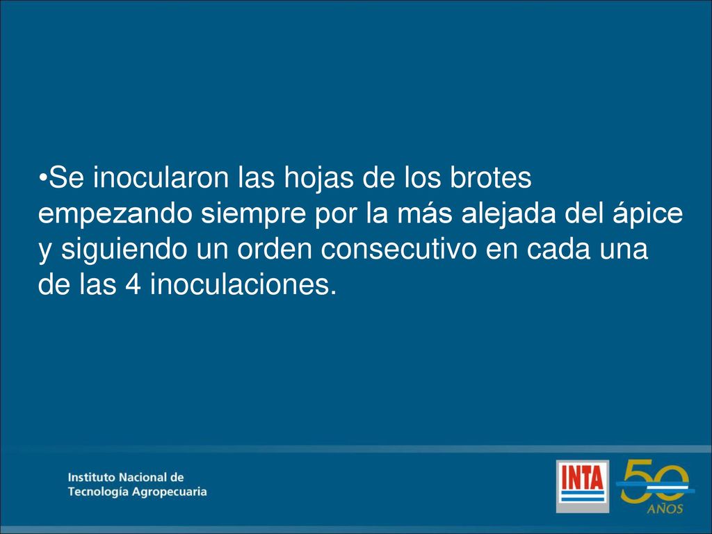 Se inocularon las hojas de los brotes empezando siempre por la más alejada del ápice y siguiendo un orden consecutivo en cada una de las 4 inoculaciones.