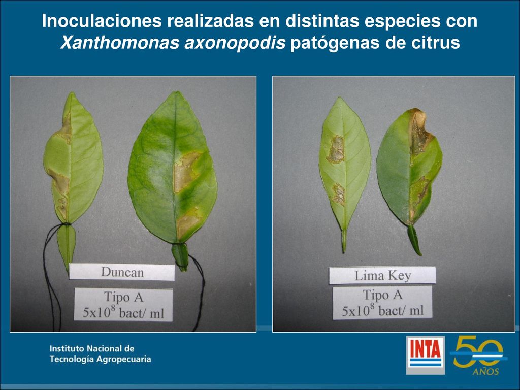 Inoculaciones realizadas en distintas especies con Xanthomonas axonopodis patógenas de citrus
