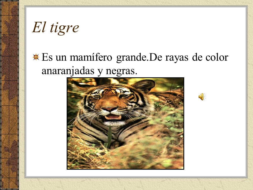 El tigre Es un mamífero grande.De rayas de color anaranjadas y negras.