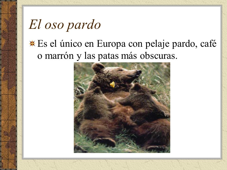 El oso pardo Es el único en Europa con pelaje pardo, café o marrón y las patas más obscuras.