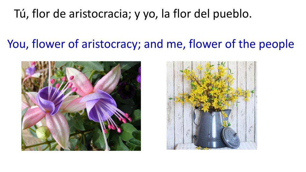 Tú, flor de aristocracia; y yo, la flor del pueblo.
