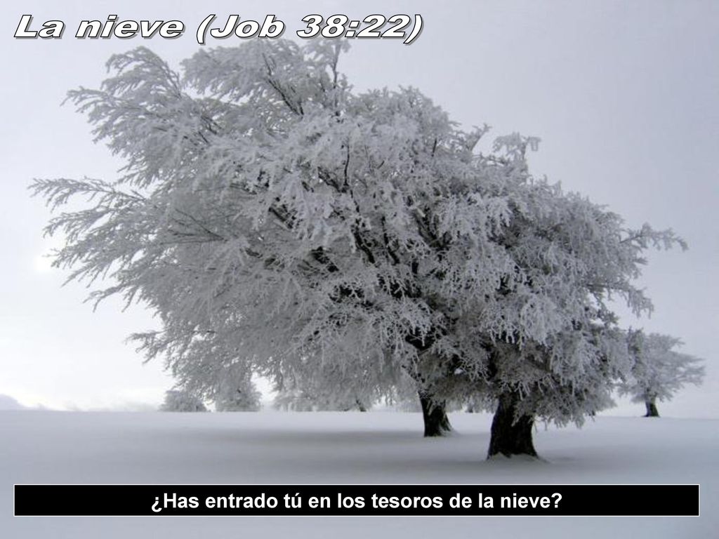 ¿Has entrado tú en los tesoros de la nieve