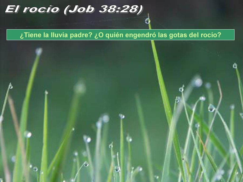 ¿Tiene la lluvia padre ¿O quién engendró las gotas del rocío