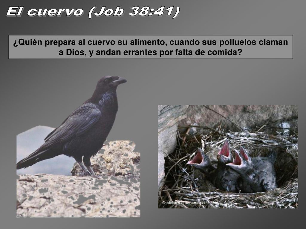 El cuervo (Job 38:41) ¿Quién prepara al cuervo su alimento, cuando sus polluelos claman a Dios, y andan errantes por falta de comida