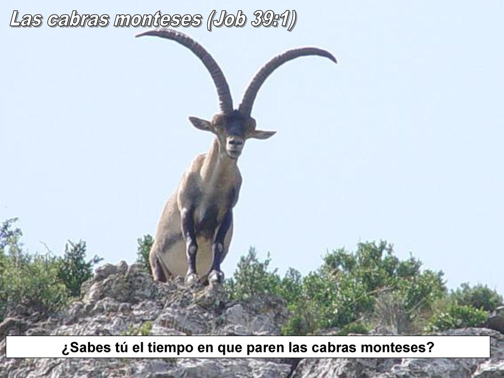 ¿Sabes tú el tiempo en que paren las cabras monteses
