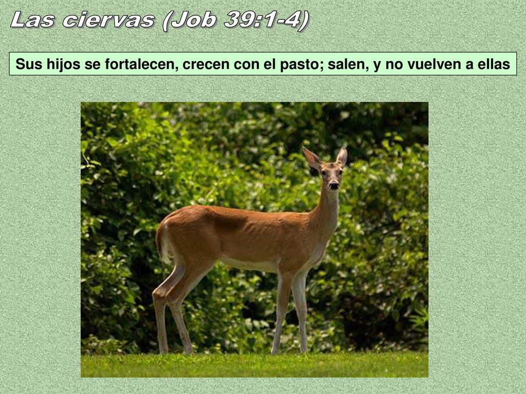 Las ciervas (Job 39:1-4) Sus hijos se fortalecen, crecen con el pasto; salen, y no vuelven a ellas