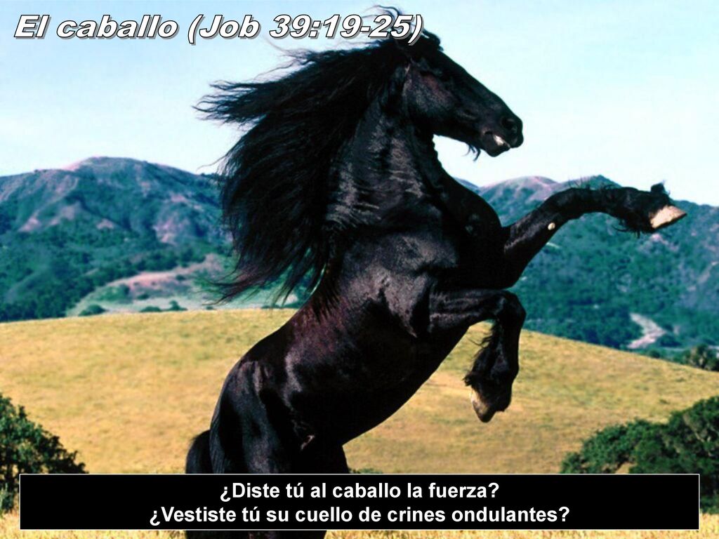 El caballo (Job 39:19-25) ¿Diste tú al caballo la fuerza.