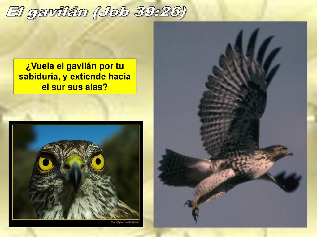 ¿Vuela el gavilán por tu sabiduría, y extiende hacia el sur sus alas