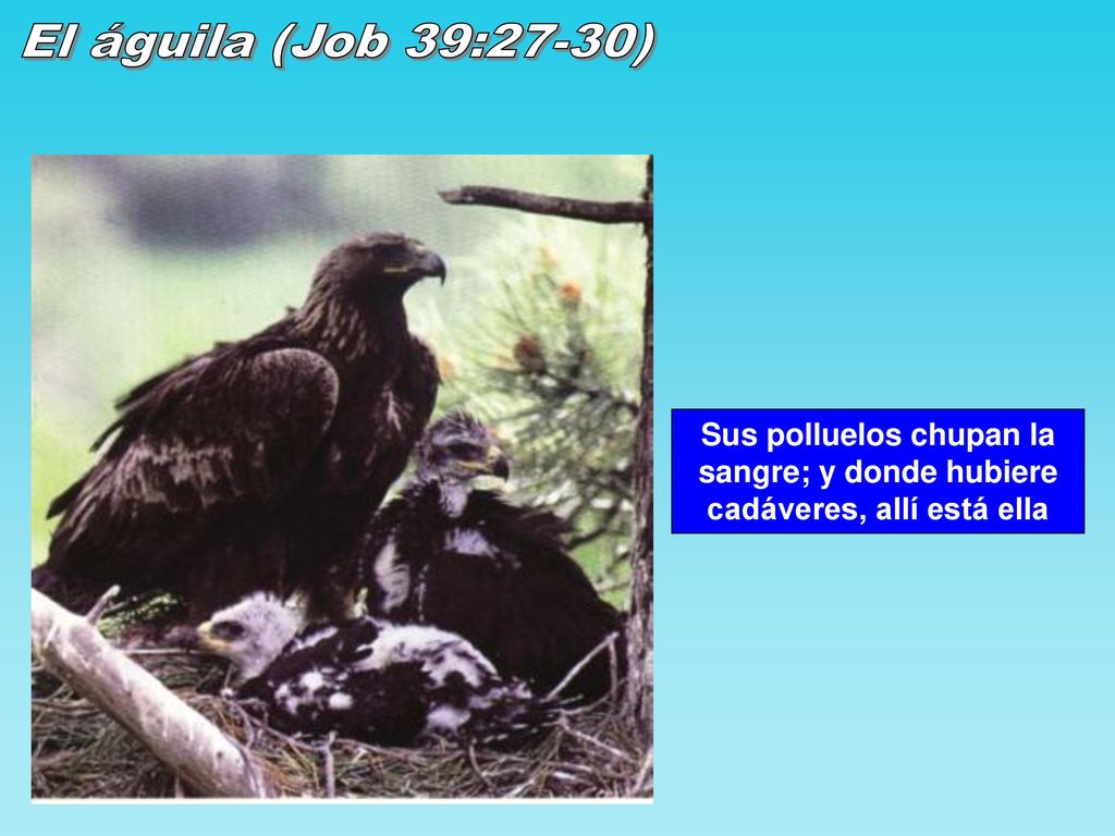 El águila (Job 39:27-30) Sus polluelos chupan la sangre; y donde hubiere cadáveres, allí está ella