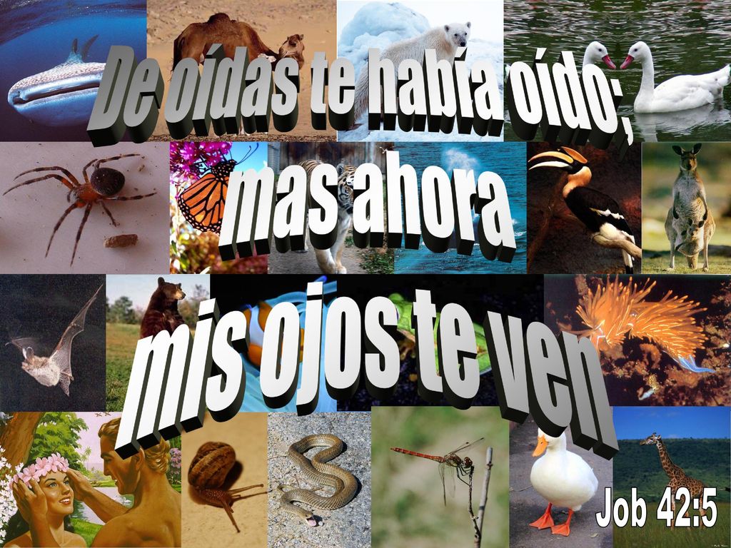 De oídas te había oído; mas ahora mis ojos te ven Job 42:5