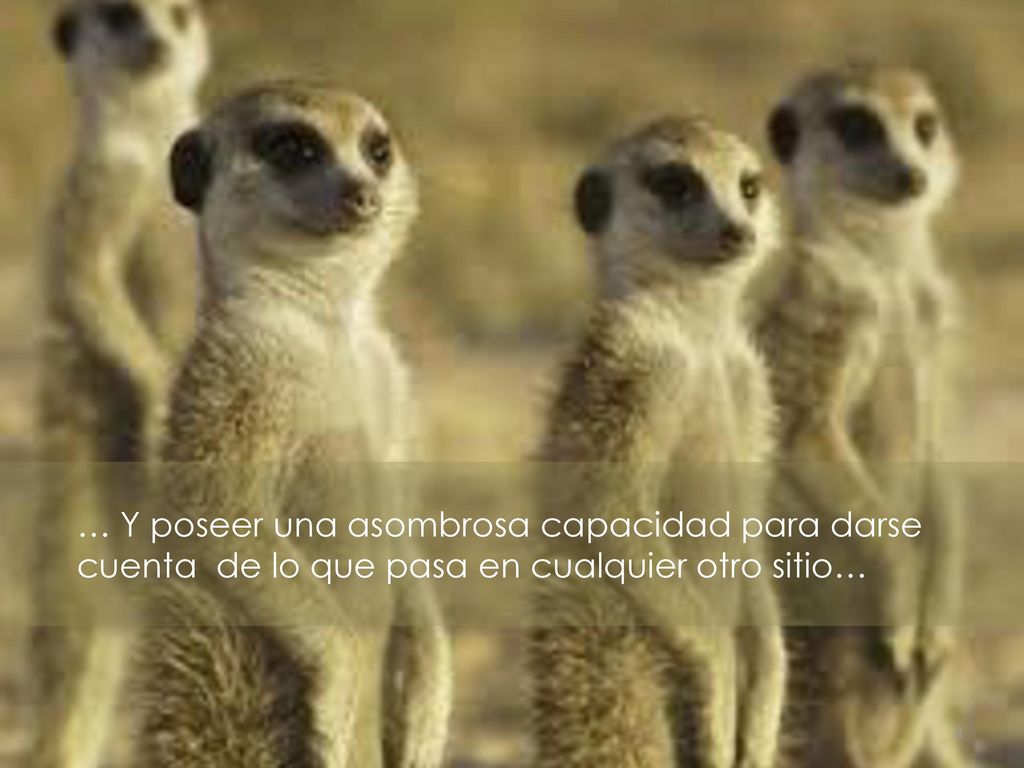 … Y poseer una asombrosa capacidad para darse cuenta de lo que pasa en cualquier otro sitio…
