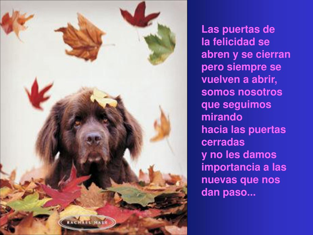 Las puertas de la felicidad se abren y se cierran pero siempre se vuelven a abrir, somos nosotros que seguimos mirando.