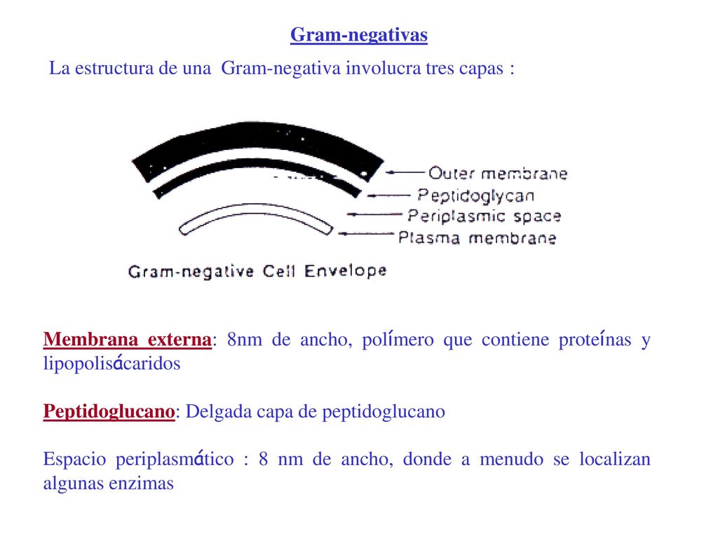 Gram-negativas La estructura de una Gram-negativa involucra tres capas :