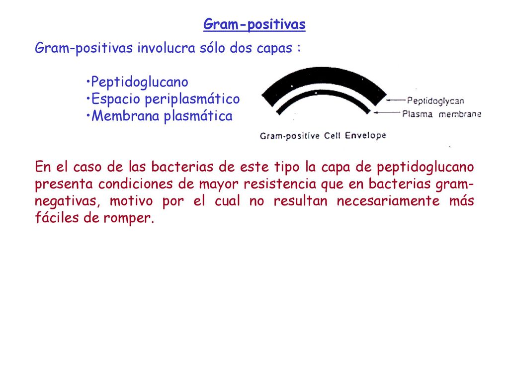 Gram-positivas Gram-positivas involucra sólo dos capas : Peptidoglucano. Espacio periplasmático. Membrana plasmática.