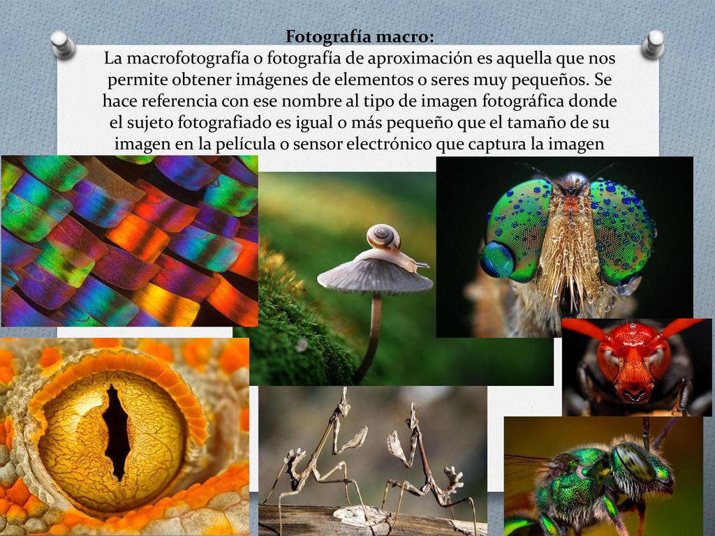 Fotografía macro: La macrofotografía o fotografía de aproximación es aquella que nos permite obtener imágenes de elementos o seres muy pequeños.