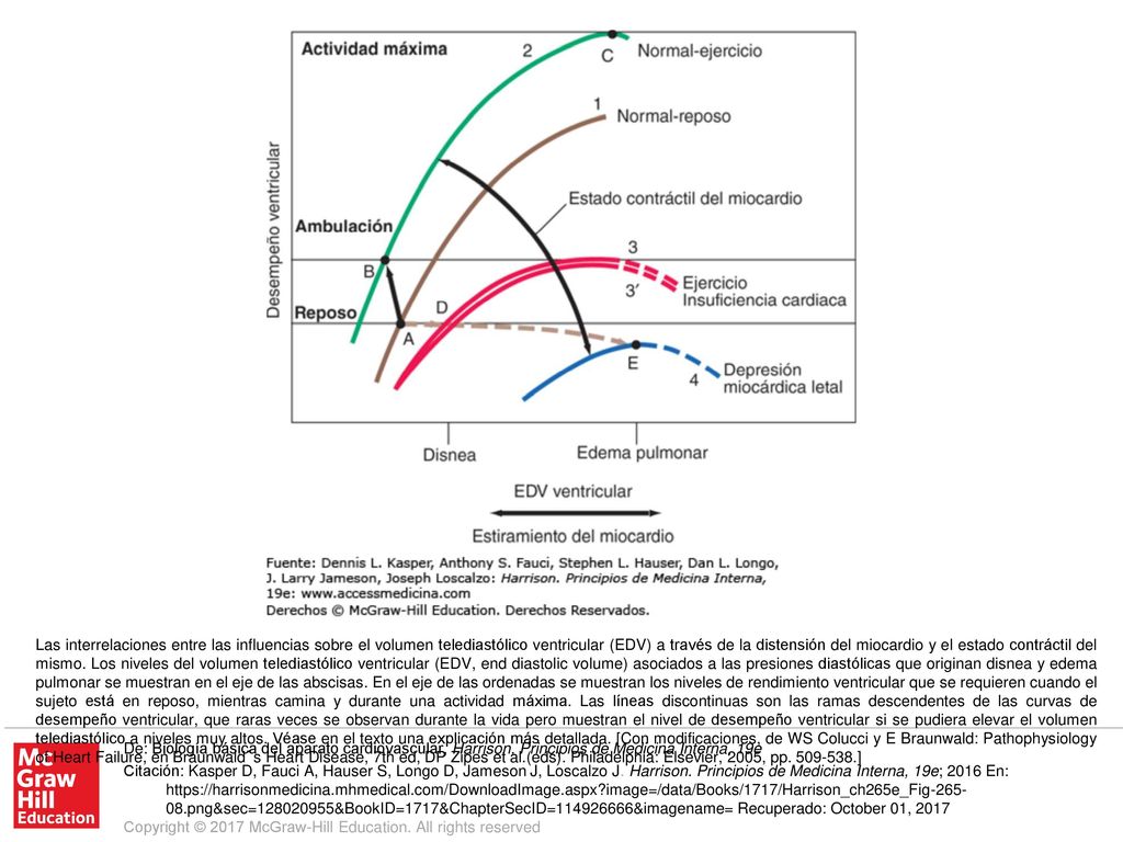 Las interrelaciones entre las influencias sobre el volumen telediastólico ventricular (EDV) a través de la distensión del miocardio y el estado contráctil del mismo. Los niveles del volumen telediastólico ventricular (EDV, end diastolic volume) asociados a las presiones diastólicas que originan disnea y edema pulmonar se muestran en el eje de las abscisas. En el eje de las ordenadas se muestran los niveles de rendimiento ventricular que se requieren cuando el sujeto está en reposo, mientras camina y durante una actividad máxima. Las líneas discontinuas son las ramas descendentes de las curvas de desempeño ventricular, que raras veces se observan durante la vida pero muestran el nivel de desempeño ventricular si se pudiera elevar el volumen telediastólico a niveles muy altos. Véase en el texto una explicación más detallada. [Con modificaciones, de WS Colucci y E Braunwald: Pathophysiology of Heart Failure, en Braunwald´s Heart Disease, 7th ed, DP Zipes et al.(eds). Philadelphia: Elsevier, 2005, pp ]
