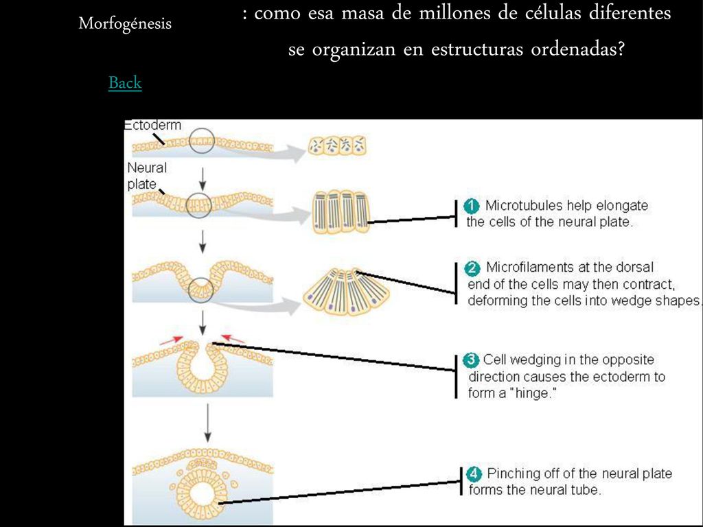 : como esa masa de millones de células diferentes se organizan en estructuras ordenadas