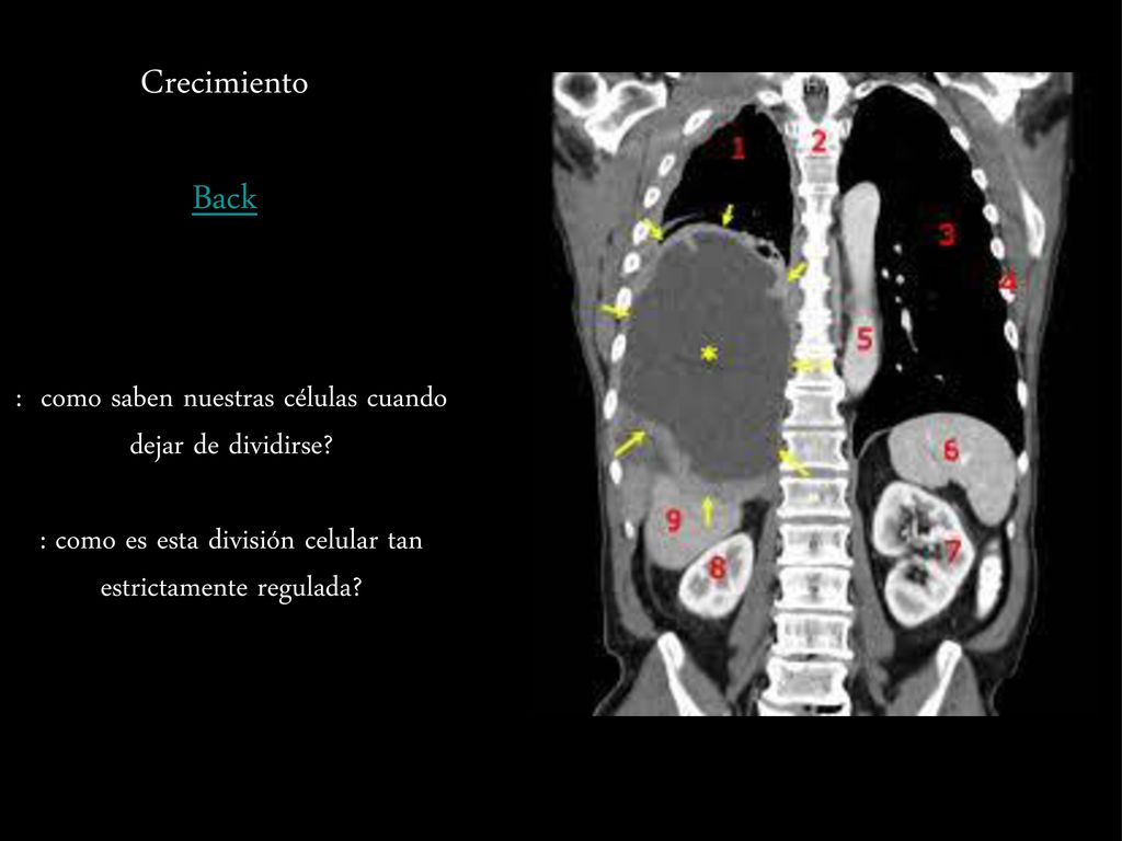 Crecimiento Back : como saben nuestras células cuando dejar de dividirse.