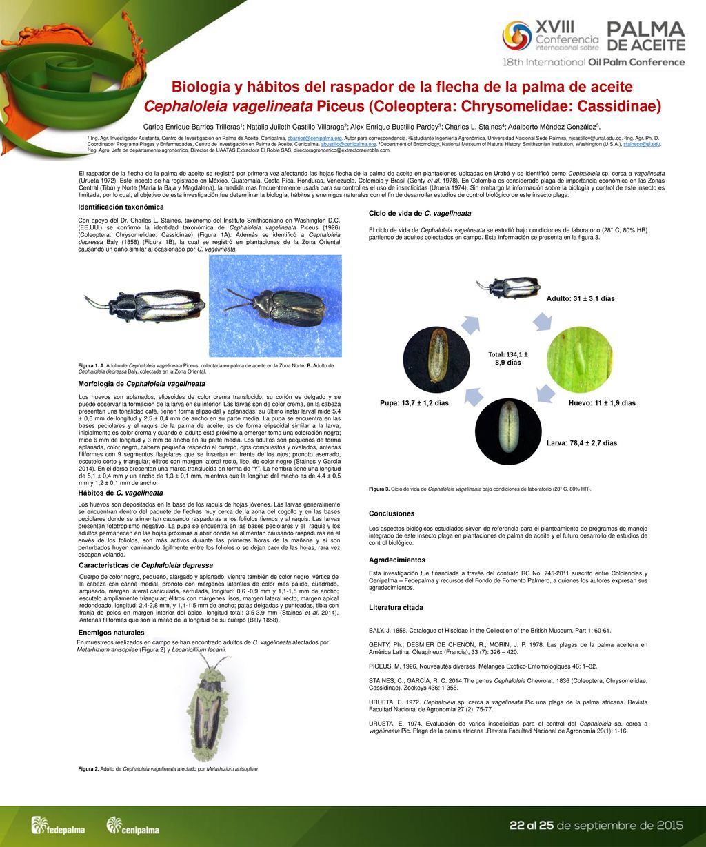 Biología y hábitos del raspador de la flecha de la palma de aceite Cephaloleia vagelineata Piceus (Coleoptera: Chrysomelidae: Cassidinae)